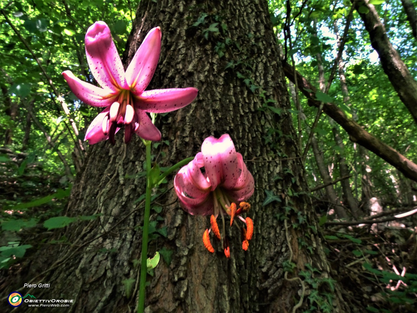 30  Lilium martagon (Giglio martagone).JPG
